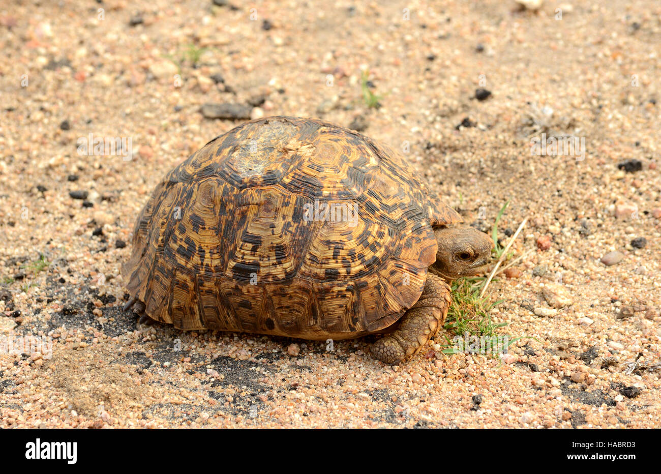 Tartaruga di Leopard ha trovato il Parco Nazionale di Kruger in Sud Africa Foto Stock