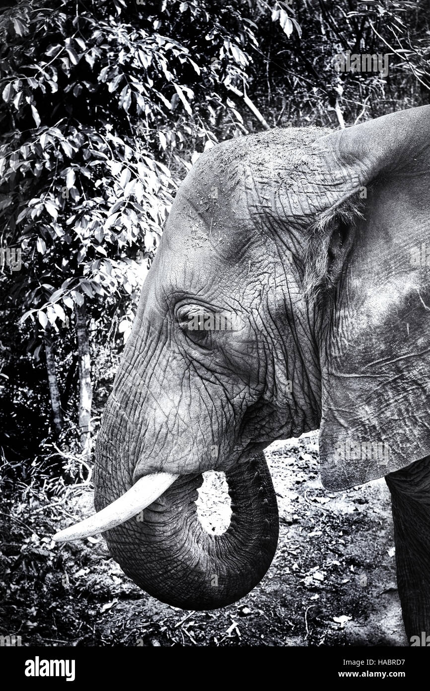 Immagine in bianco e nero della testa di un elefante che mostra le linee profonde e le pieghe nella sua pelle Foto Stock
