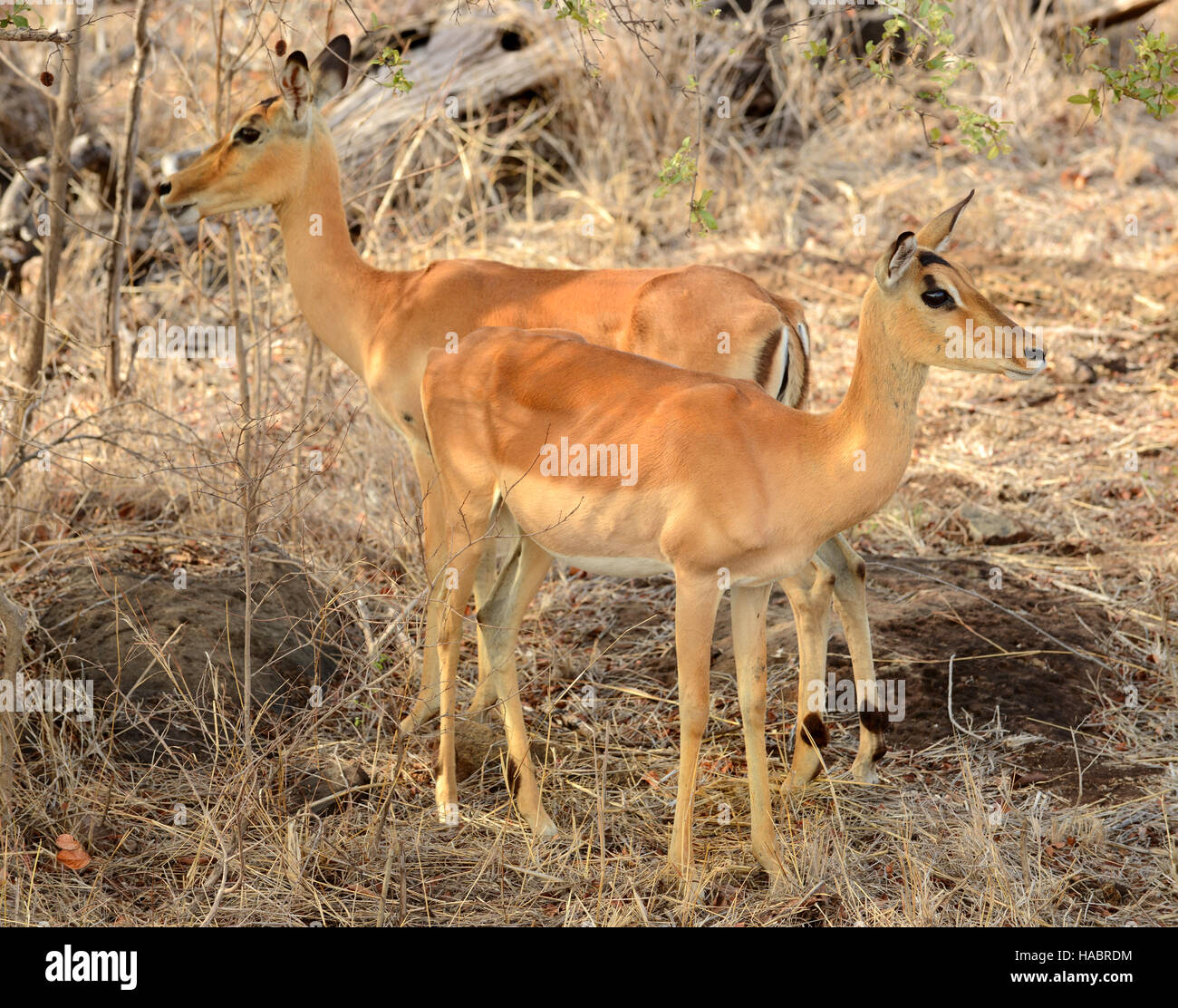 Femmina impala il pascolo per il cibo nel corso di un periodo di siccità nel Parco Nazionale di Kruger situato in Sud Africa Foto Stock