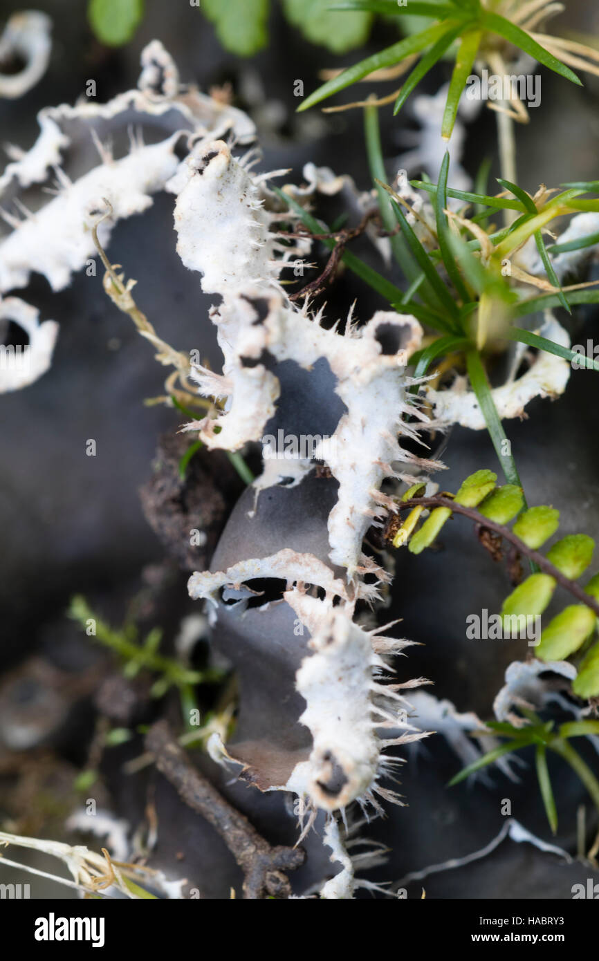 Parti inferiori di colore bianco e grigio uppersides lobata dei pascoli comuni cane lichen, Peltigera canina Foto Stock