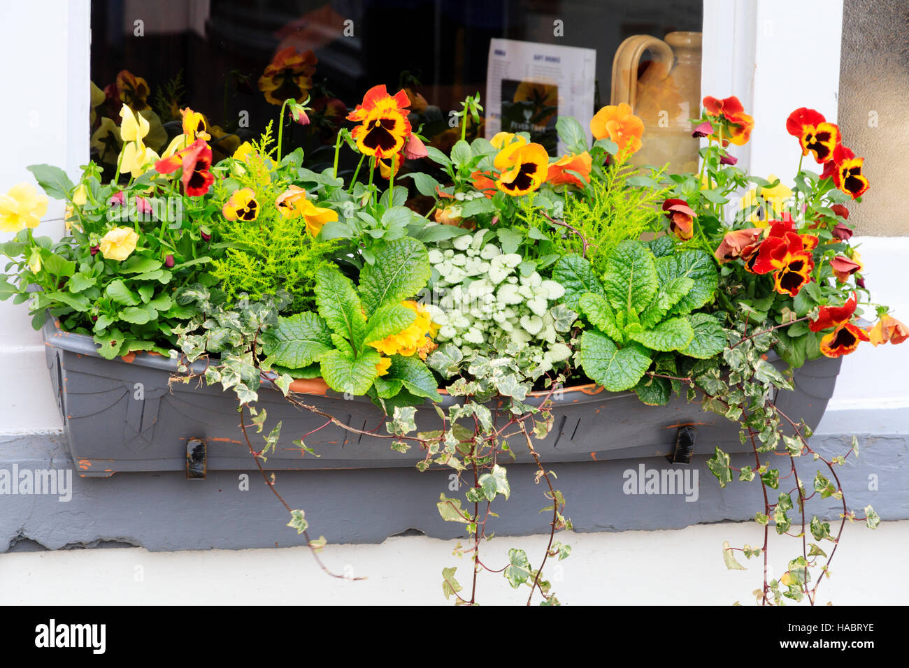 Window box piantati per l'inverno il display esterno a Salcombe, Devon, Regno Unito cafe. Foto Stock