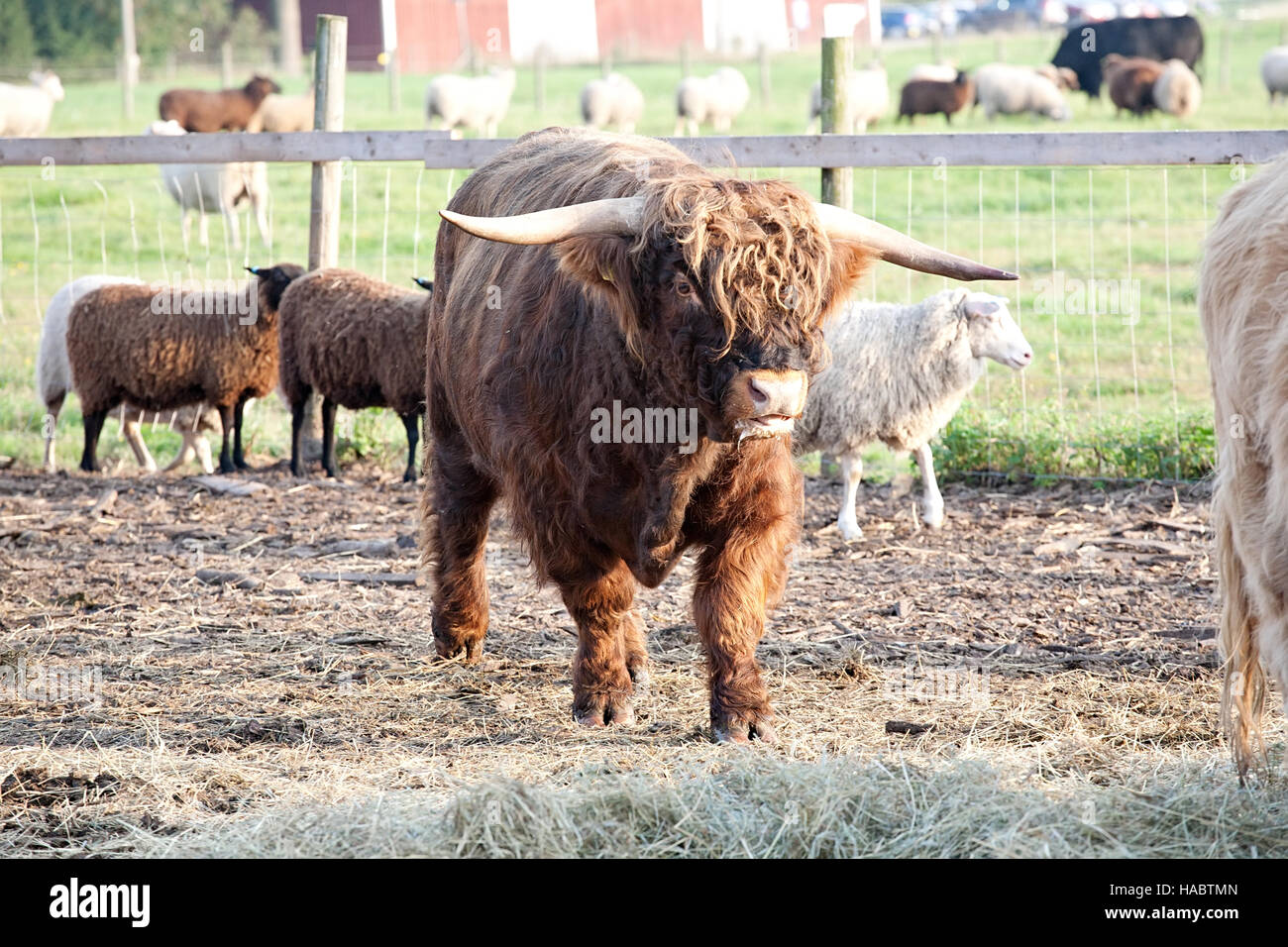 Grande pelliccia bull il dehor estivo sullo sfondo di pascolo Foto Stock