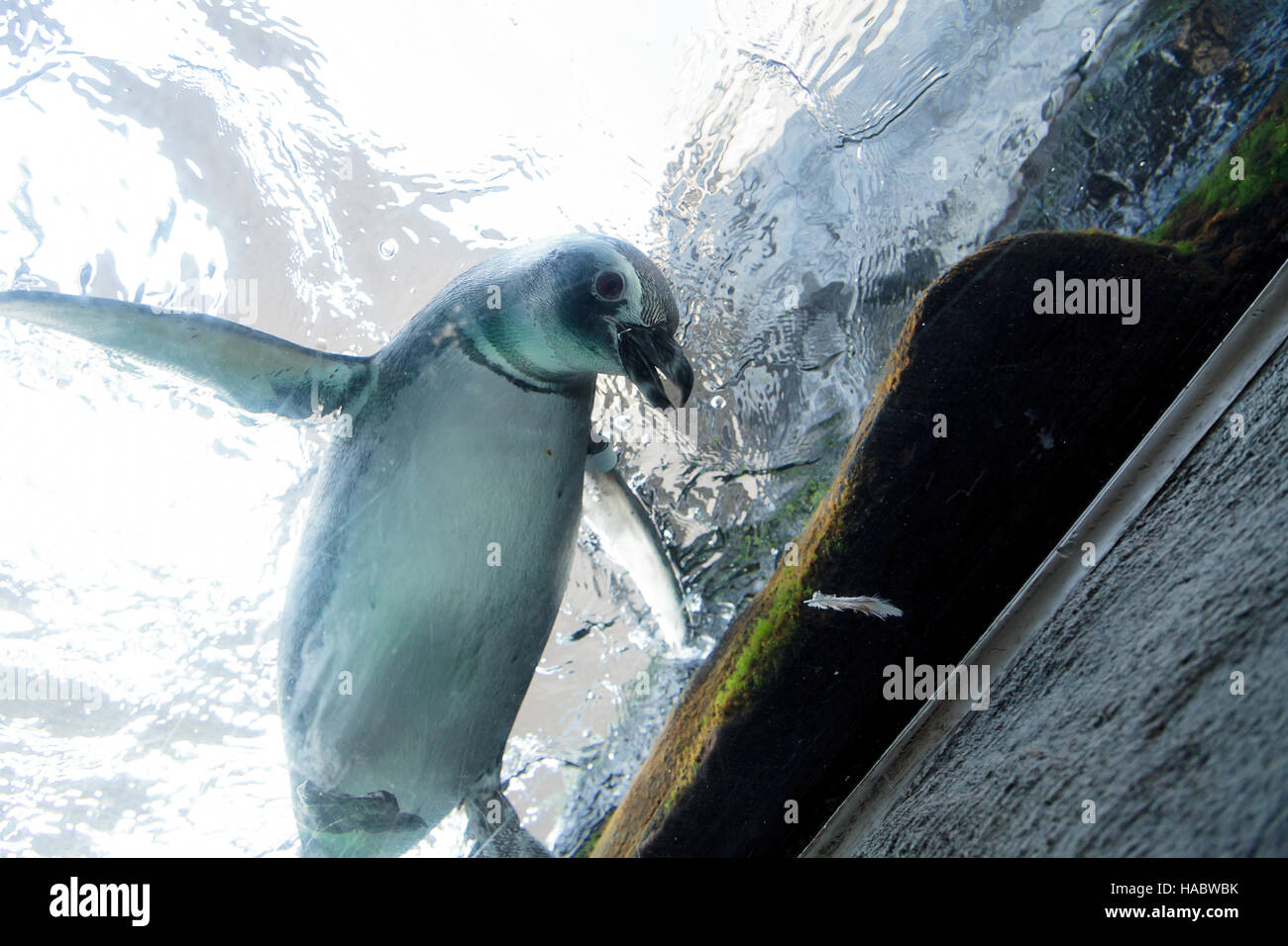 Bianco e nero Magellanic penguin Spheniscus magellanicus è una specie di uccelli con ali che sono come le pinne. Trovato in Sout Foto Stock