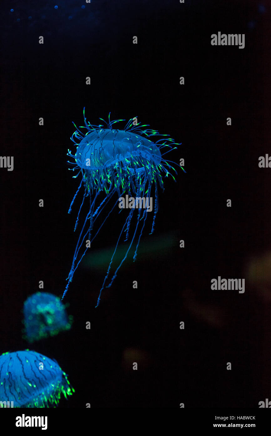 Flower hat jelly noto come Olindias Formosa trovato al largo della costa del sud del Giappone. Foto Stock