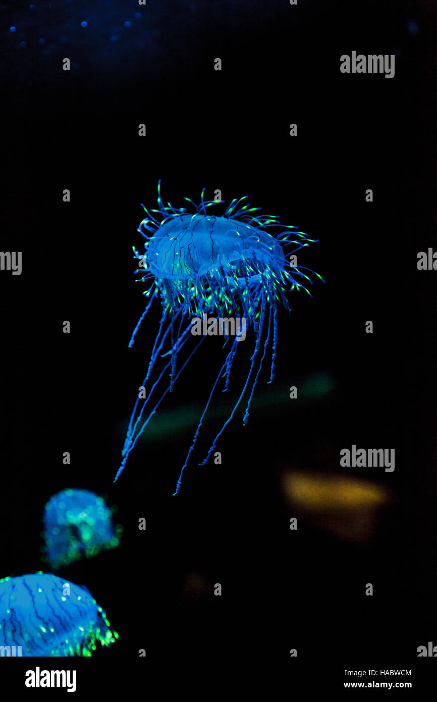 Flower hat jelly noto come Olindias Formosa trovato al largo della costa del sud del Giappone. Foto Stock
