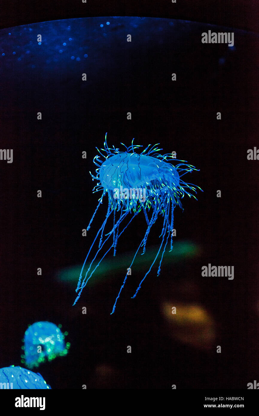 Flower hat jelly noto come Olindias Formosa trovato al largo della costa del sud del Giappone. Foto Stock