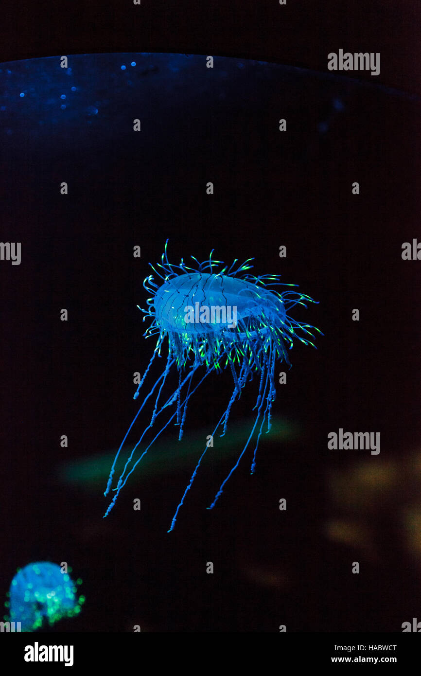 Flower hat jelly noto come Olindias Formosa trovato al largo della costa del sud del Giappone. Foto Stock