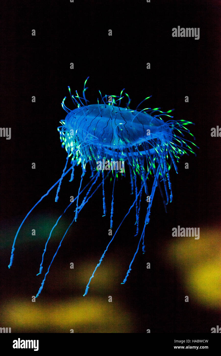 Flower hat jelly noto come Olindias Formosa trovato al largo della costa del sud del Giappone. Foto Stock