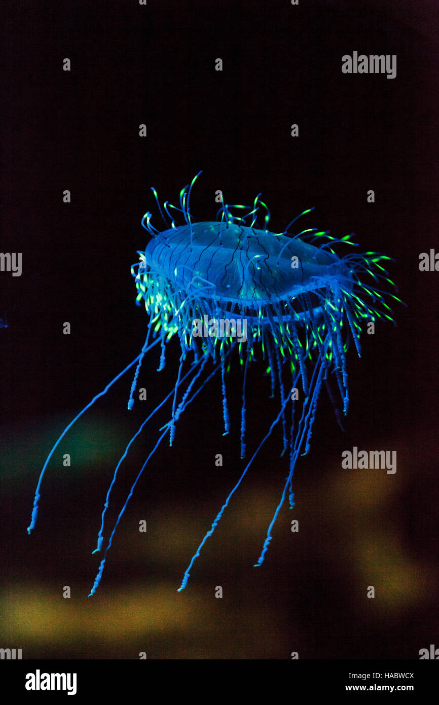 Flower hat jelly noto come Olindias Formosa trovato al largo della costa del sud del Giappone. Foto Stock