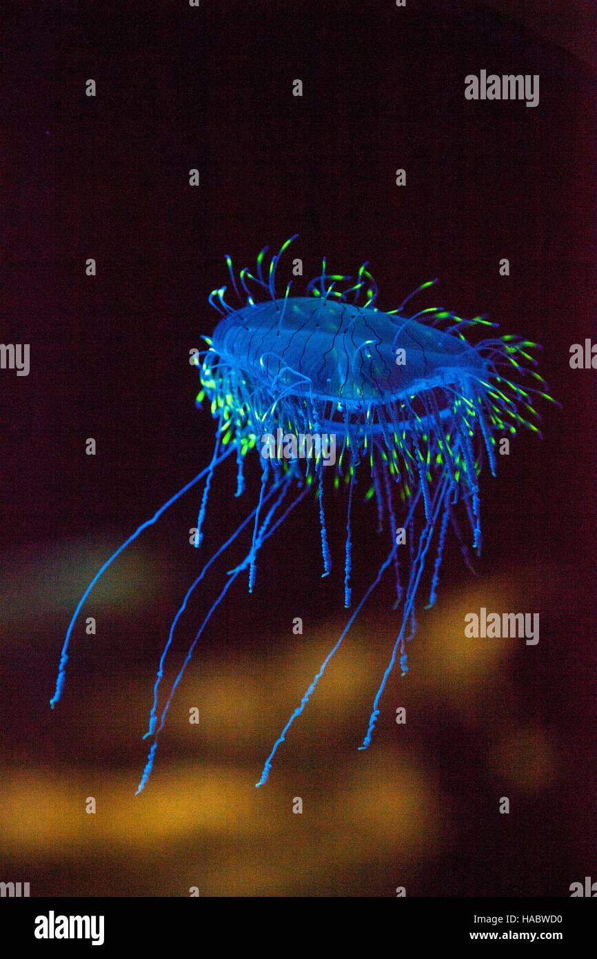 Flower hat jelly noto come Olindias Formosa trovato al largo della costa del sud del Giappone. Foto Stock
