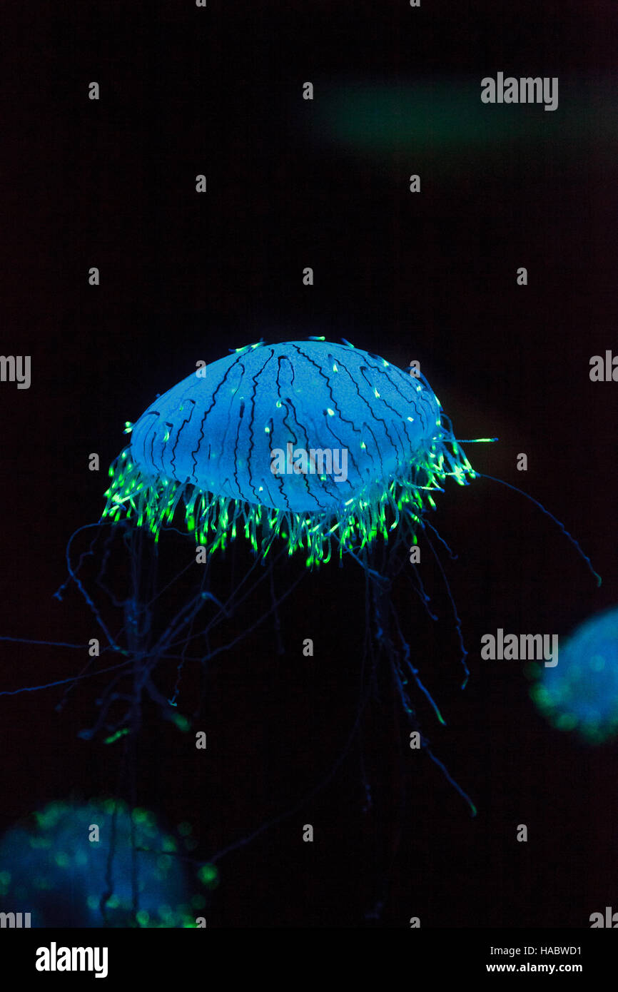 Flower hat jelly noto come Olindias Formosa trovato al largo della costa del sud del Giappone. Foto Stock