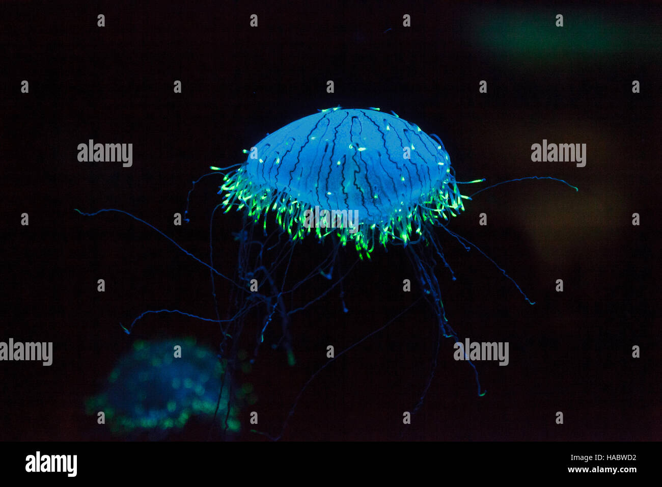 Flower hat jelly noto come Olindias Formosa trovato al largo della costa del sud del Giappone. Foto Stock