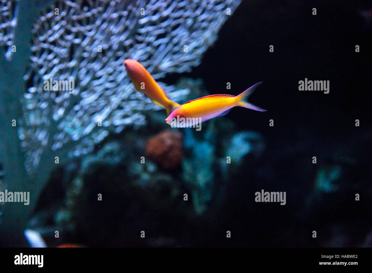 Rosa Bicolor anthias fish Pseudanthias bicolor nuota su una scogliera di corallo nell'oceano. Foto Stock