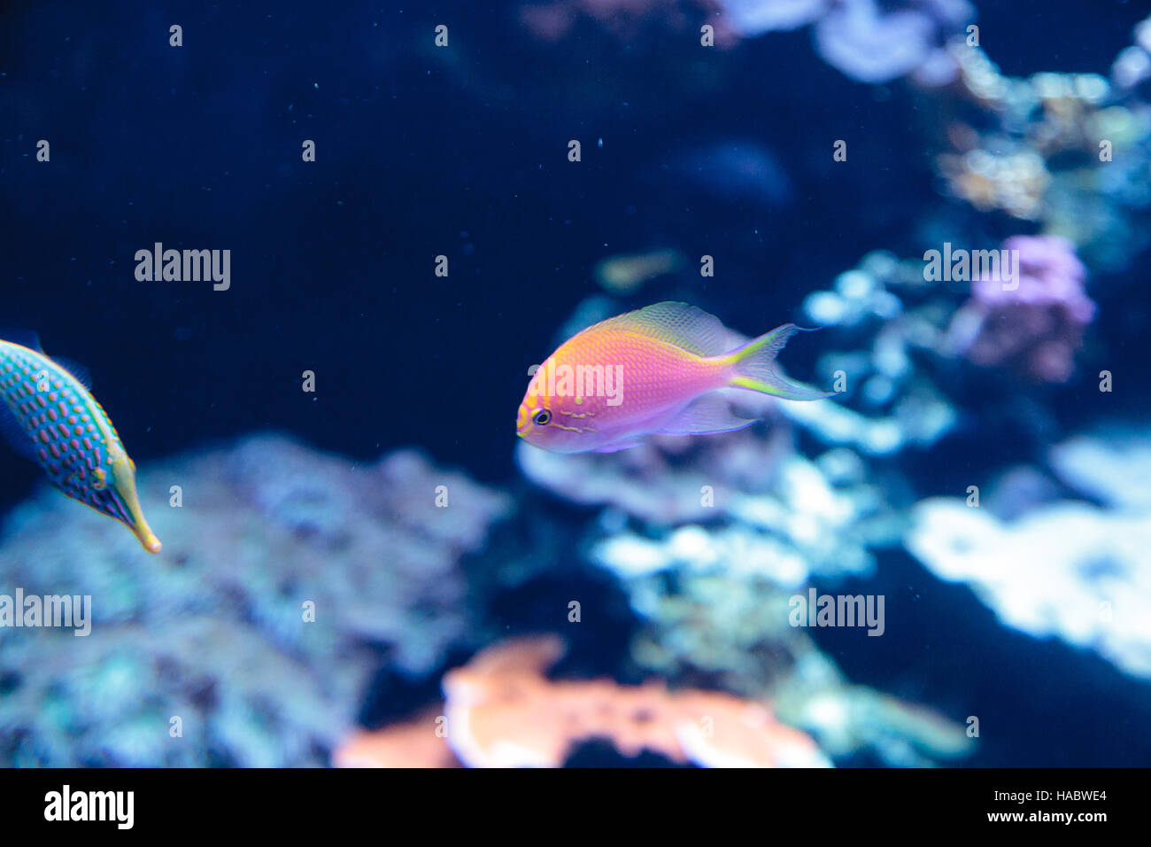Rosa Bicolor anthias fish Pseudanthias bicolor nuota su una scogliera di corallo nell'oceano. Foto Stock