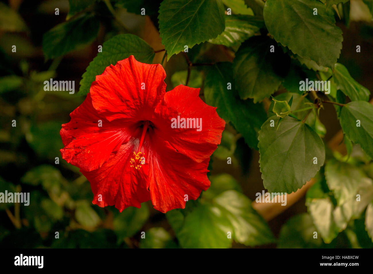 Rosso di fiori di ibisco Foto Stock