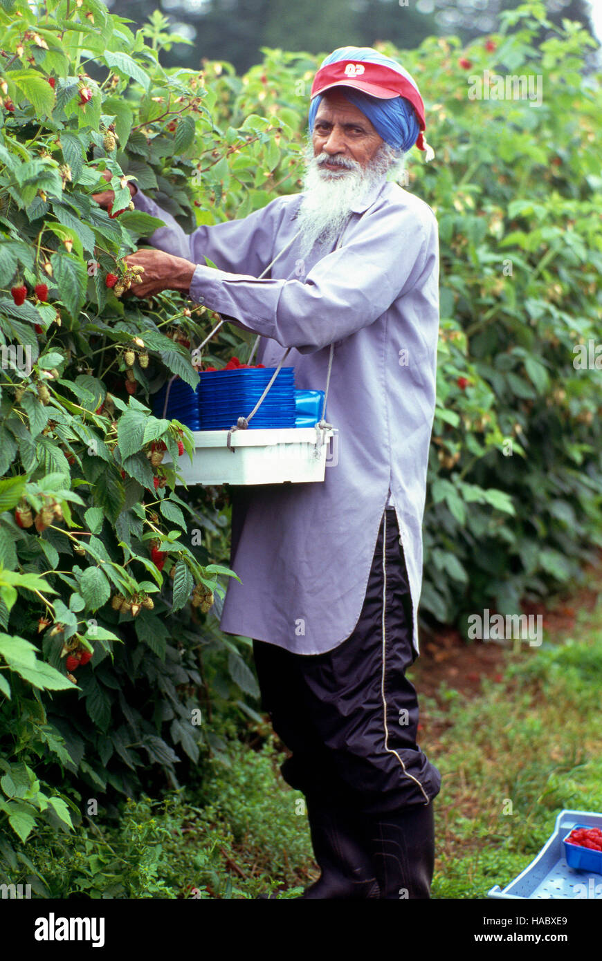 Fraser Valley, BC, British Columbia, Canada - Azienda agricola migrante lavoratore il prelievo e la raccolta di lamponi da una bussola di lampone Foto Stock