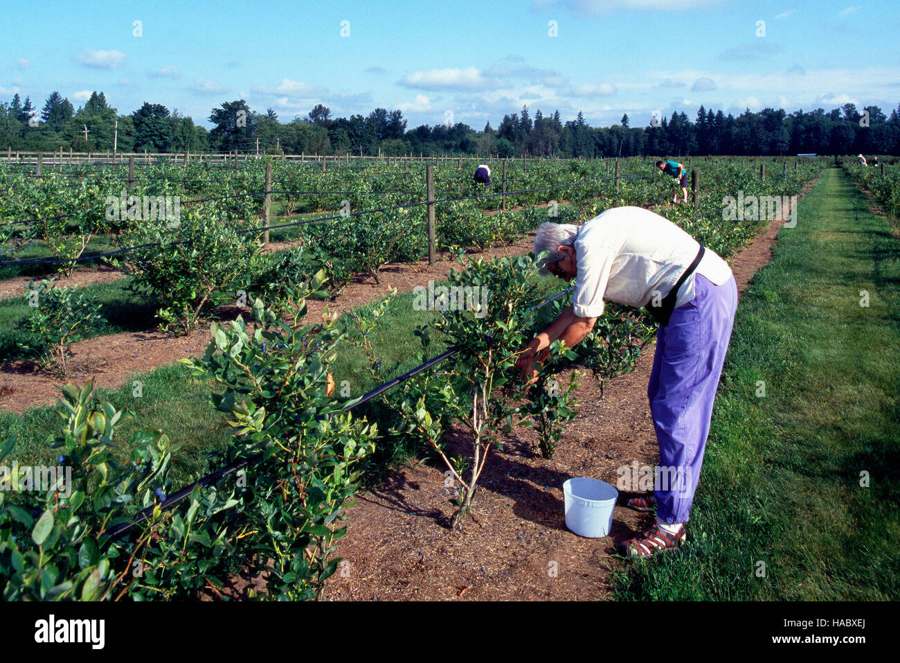 Donna di mezza età di mirtilli di prelievo in corrispondenza di un U-Pick Blueberry Farm, Fraser Valley, BC, British Columbia, Canada Foto Stock