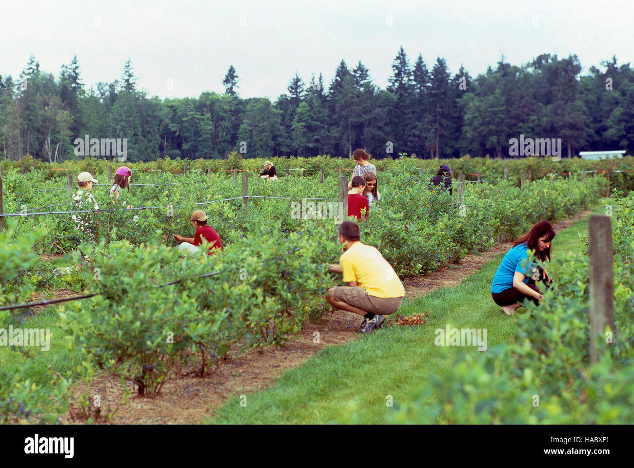 La gente di mirtilli di prelievo in corrispondenza di un U-Pick Blueberry Farm, Fraser Valley, BC, British Columbia, Canada Foto Stock