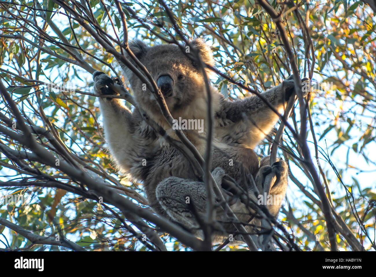 Il Koala, Phascolarctos cinereus al Pelican Laguna, Kangaroo Island, South Australia, Australia Foto Stock