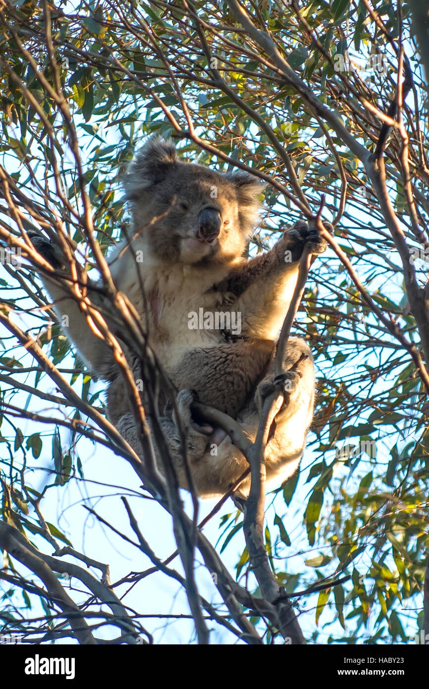 Il Koala, Phascolarctos cinereus al Pelican Laguna, Kangaroo Island, South Australia, Australia Foto Stock