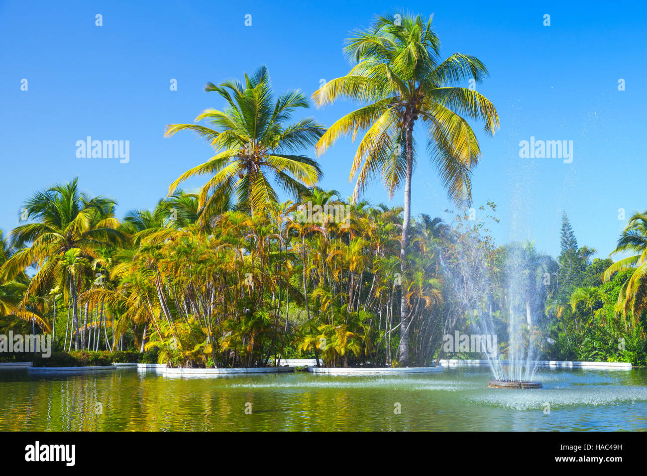 Palme di cocco crescono vicino a piccolo laghetto con fontana Foto Stock