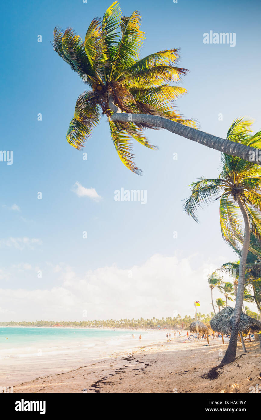 Le palme crescono sulla spiaggia sabbiosa. Costa dell'Oceano Atlantico, Repubblica Dominicana resort Foto Stock