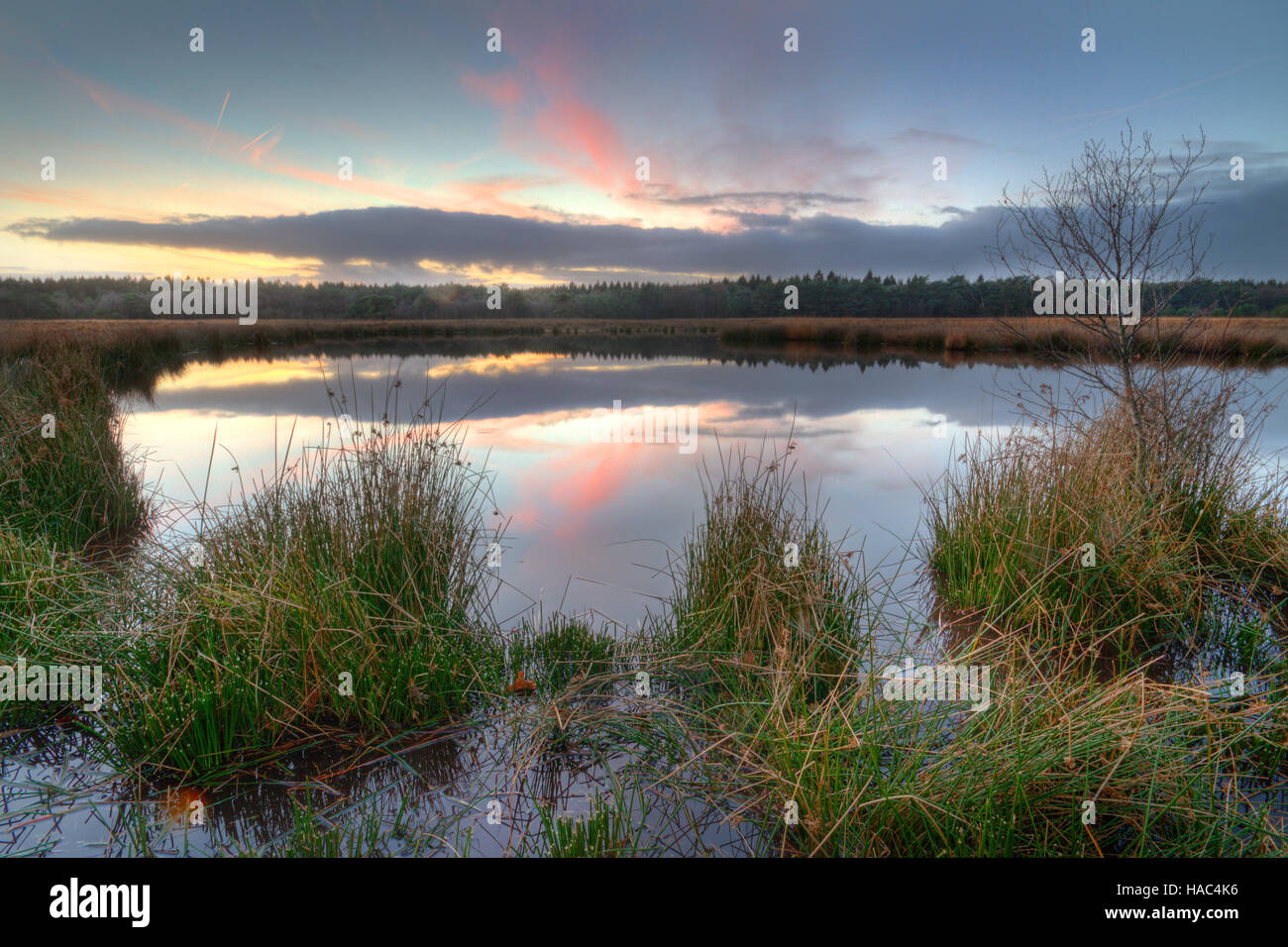 Lago di un moor con soft rush sulle sue rive al tramonto, una nuvola rossa riflessa nell'acqua liscia Foto Stock Lago di un moor con soft rush sulle sue rive al tramonto, una nuvola rossa riflessa nell'acqua liscia Foto Stock