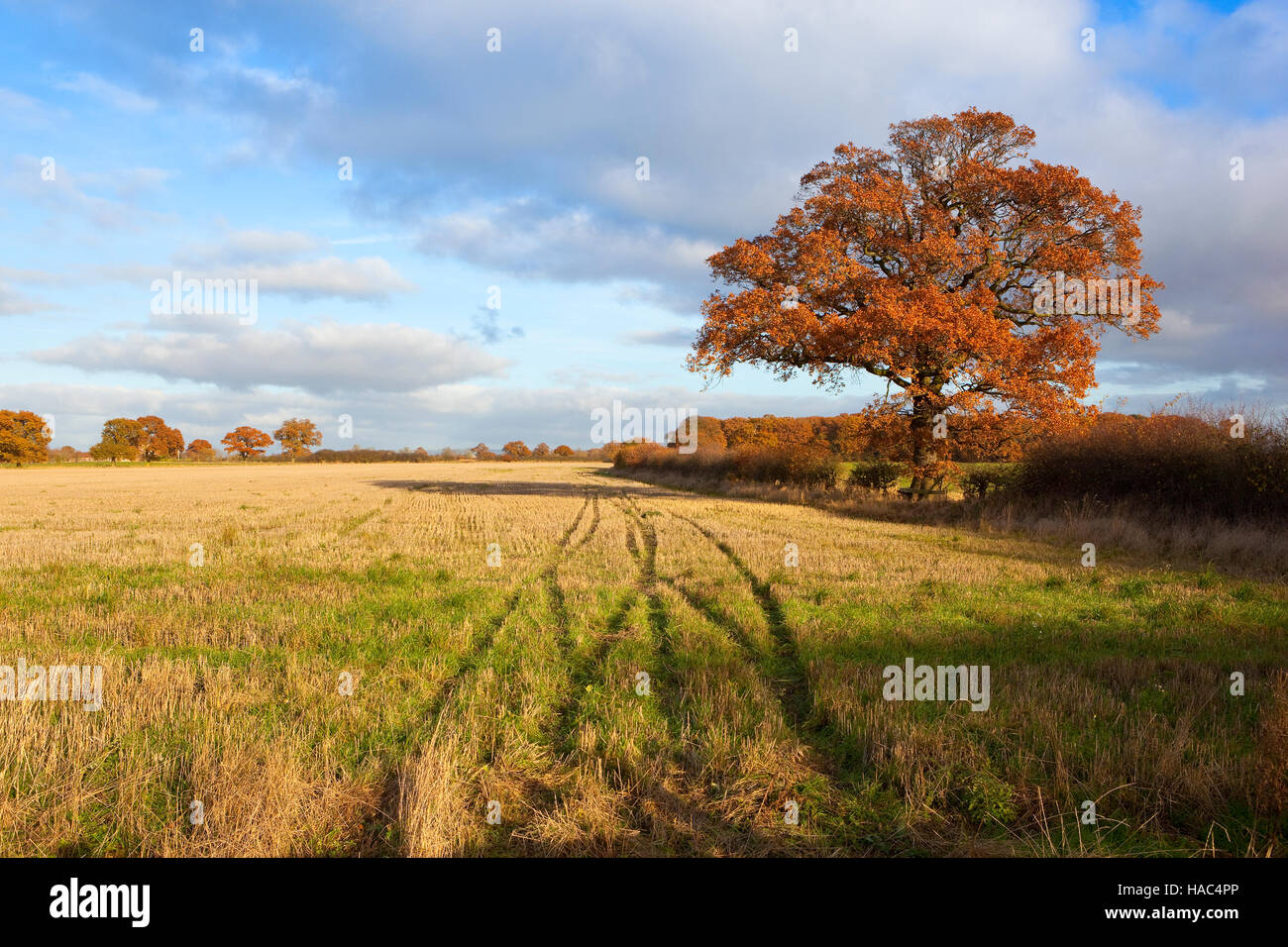 Paesaggio inglese con un albero di quercia con arancio brillante fogliame di autunno da malerbe campo di stoppie. Foto Stock
