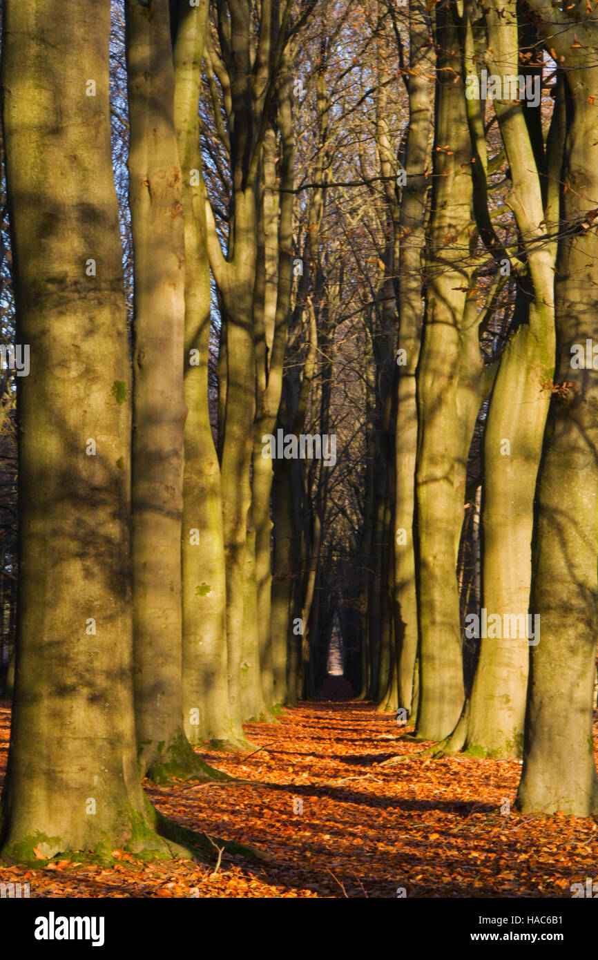 Caduta foglie su un percorso attraverso una foresta di faggio in autunno Foto Stock