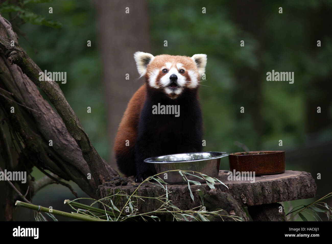 Western panda rosso (Ailurus fulgens fulgens), noto anche come il nepalese panda rosso presso lo Zoo di Brno in Moravia del Sud, Repubblica Ceca. Foto Stock