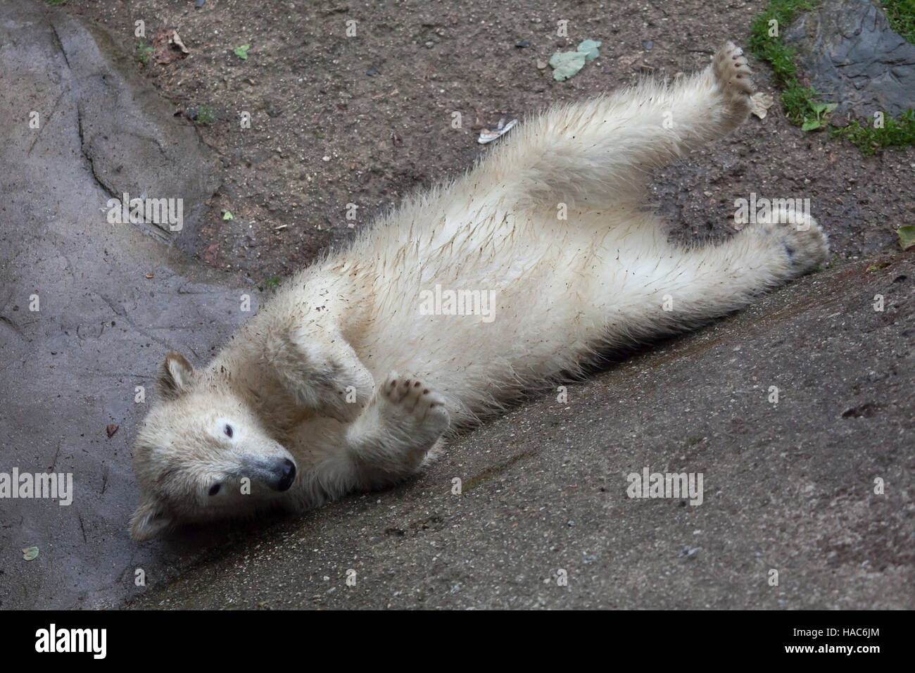 Sei-mese-vecchio orso polare (Ursus maritimus) chiamato Noria presso lo Zoo di Brno in Moravia del Sud, Repubblica Ceca. Il polar bear cub Noria è nato il 21 novembre Foto Stock
