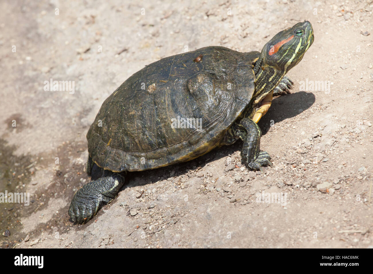 Tartaruga dalle orecchie rosse (Trachemys scripta elegans), noto anche come il rosso-eared terrapin. Foto Stock