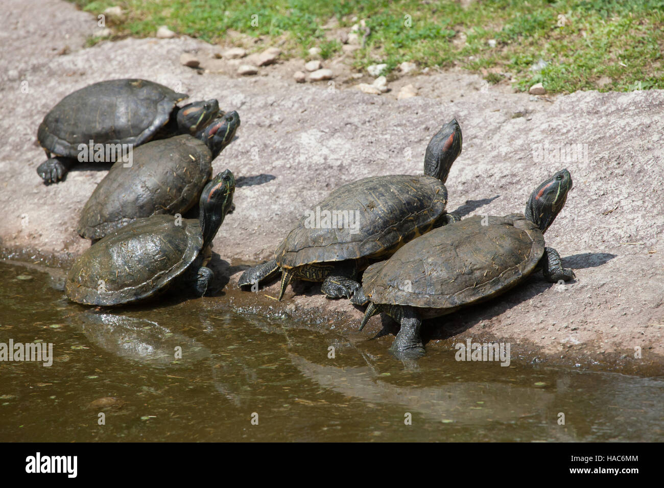 Tartaruga dalle orecchie rosse (Trachemys scripta elegans), noto anche come il rosso-eared terrapin. Foto Stock