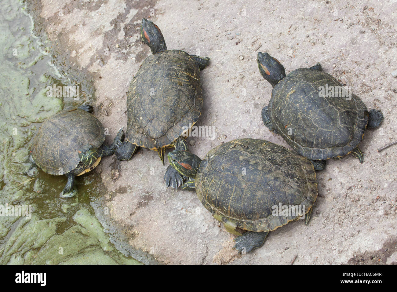 Tartaruga dalle orecchie rosse (Trachemys scripta elegans), noto anche come il rosso-eared terrapin. Foto Stock