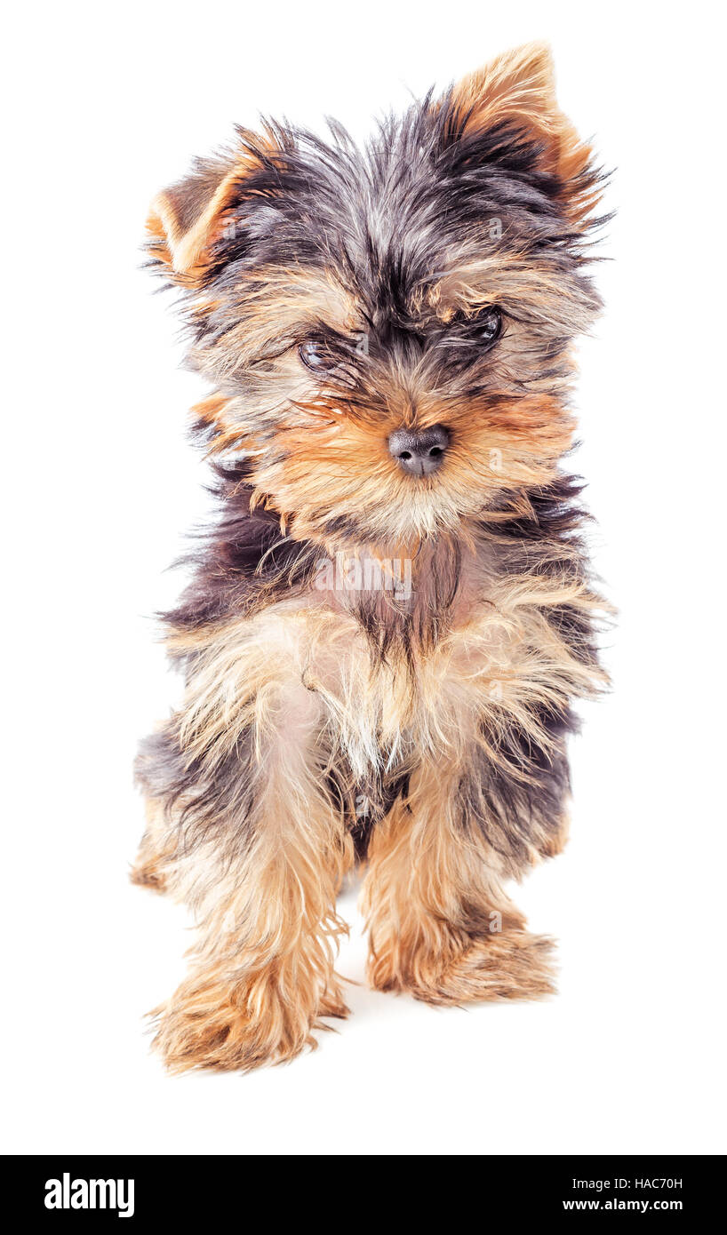Yorkshire Terrier cucciolo seduta, isolato su sfondo bianco Foto Stock