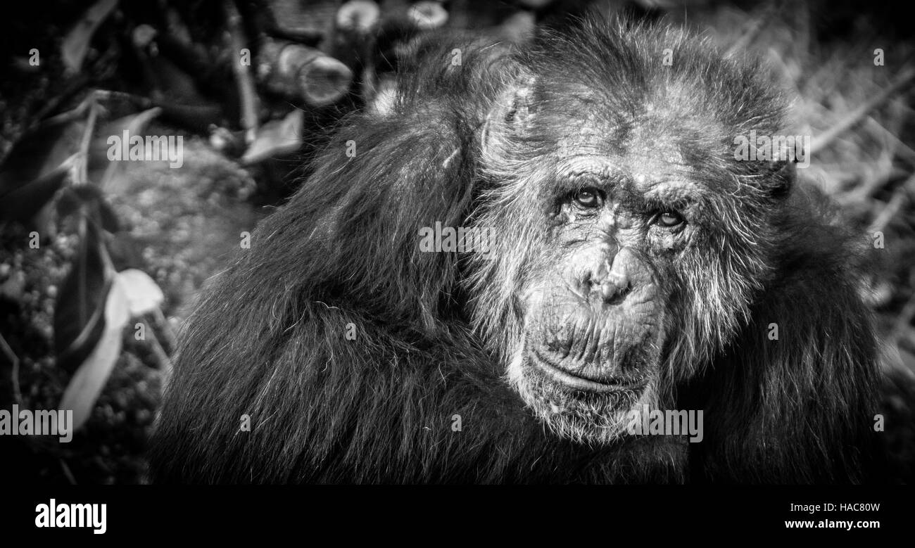 Ritratto monocromatica fotografia di un vecchio scimpanzé maschi nel suo ambiente naturale Foto Stock