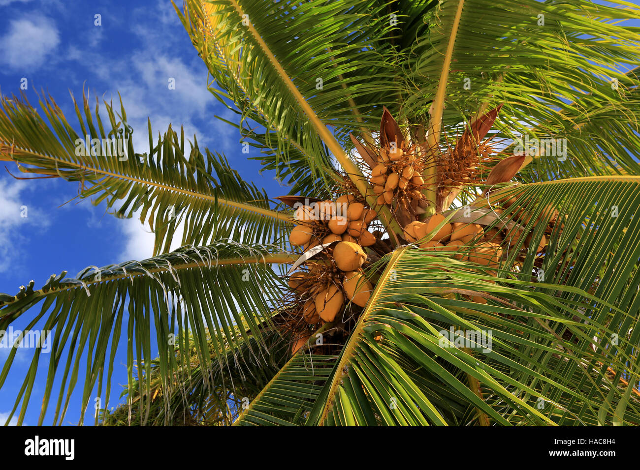 Coconut Palm tree nel cielo blu, sfondo natale (Kiritimati) Isola, Kiribati Foto Stock