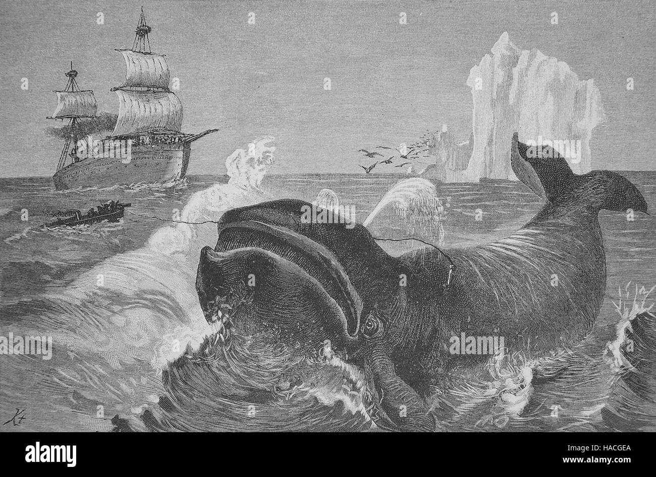La caccia alla balena nel nord dell'Oceano Artico, 1850, storico illustrazione, xilografia Foto Stock