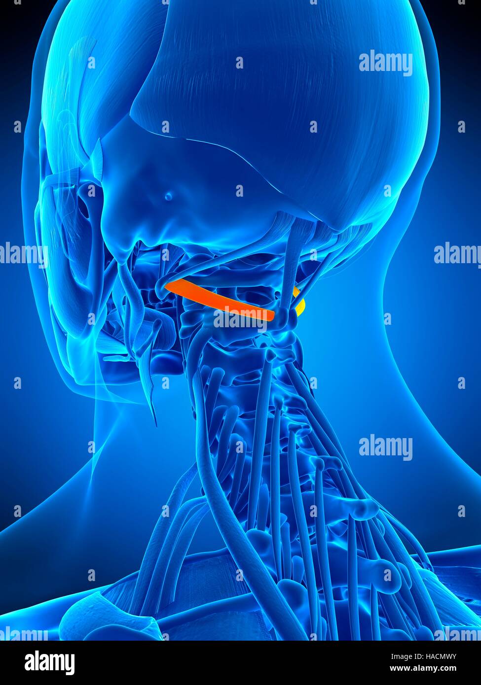 Illustrazione della obliquus capitis inferiore muscolo. Foto Stock