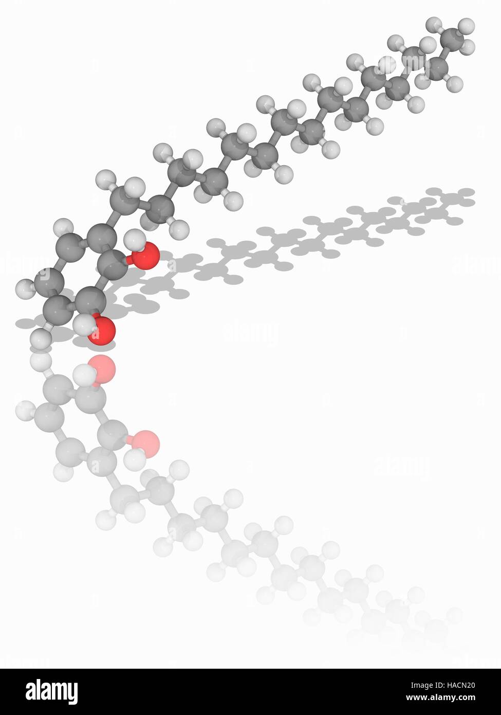 Poison Ivy poison molecola. Il modello molecolare di 3-pentadecacatechol (C21.H36.O2), il principio attivo di poison ivy (Toxicodendron radicans). Gli atomi sono rappresentati da sfere e sono codificati a colori: carbonio (grigio), Idrogeno (bianco) e ossigeno (rosso). Illustrazione. Foto Stock