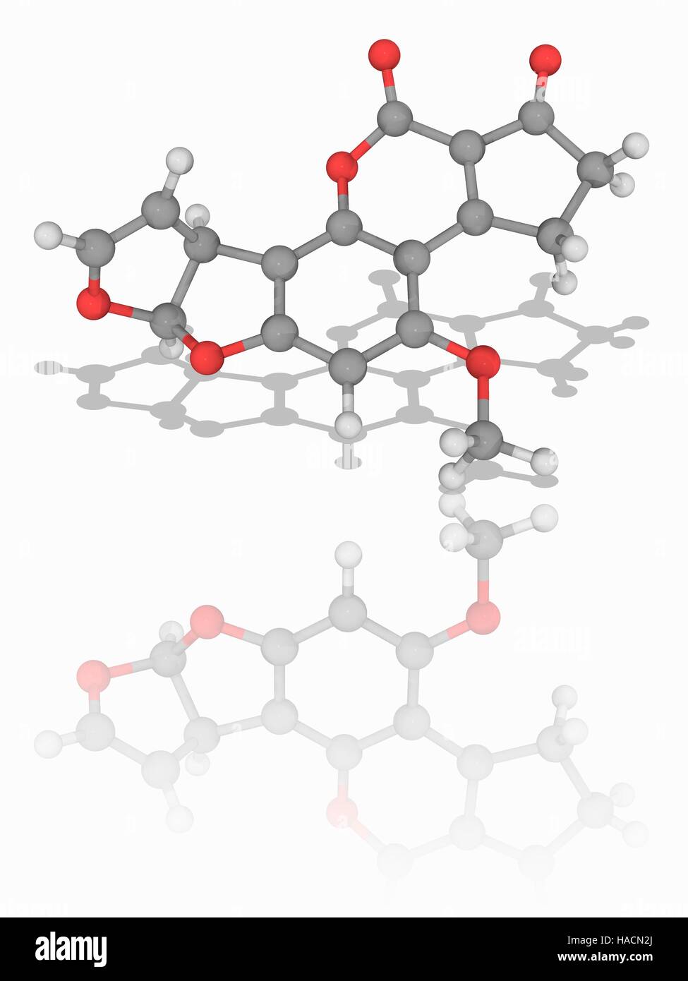 Aflatossina B1. Il modello molecolare della micotossina aflatossina B1 (C17.H12.O6), prodotta dal fungo Aspergillus flavus. Questa sostanza chimica è estremamente cancerogeno (che provocano il cancro). Gli atomi sono rappresentati da sfere e sono codificati a colori: carbonio (grigio), Idrogeno (bianco) e ossigeno (rosso). Illustrazione. Foto Stock