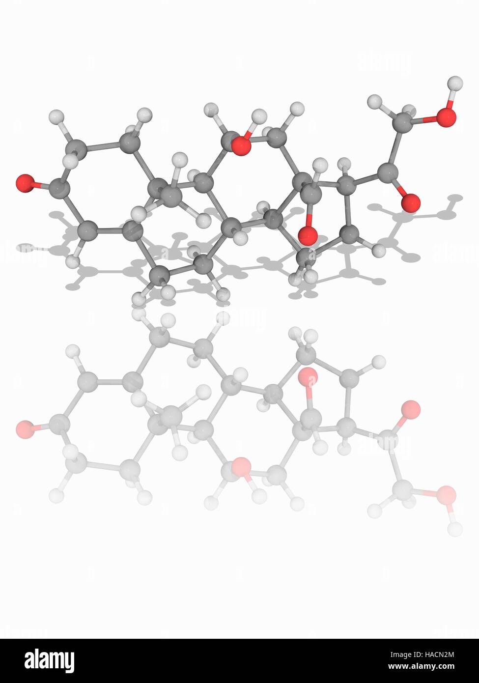 L'aldosterone. Il modello molecolare di ormone steroideo aldosterone (C21.H28.O5). L'aldosterone viene rilasciato dalle ghiandole surrenali e aiuta a mantenere il corpo della acqua e l'equilibrio elettrolitico. Esso fa ciò aumentando o diminuendo l'assorbimento di sodio e potassio nei tessuti. Un eccesso di aldosterone livelli nel sangue può portare ad alta pressione sanguigna e debolezza muscolare. Gli atomi sono rappresentati da sfere e sono codificati a colori: carbonio (grigio), Idrogeno (bianco) e ossigeno (rosso). Illustrazione. Foto Stock