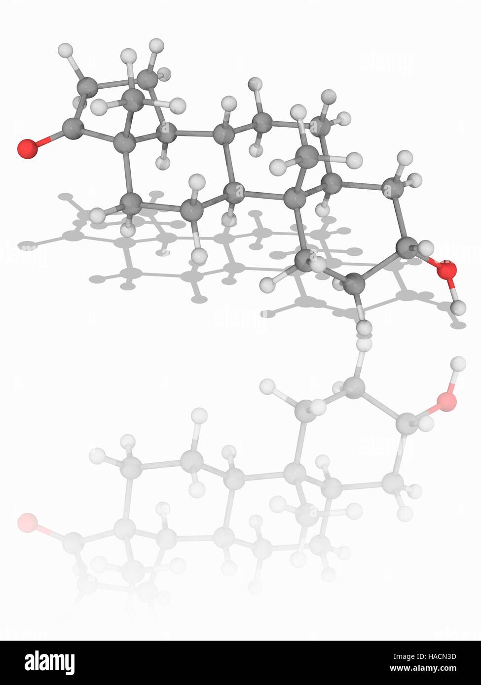 Androsterone. Il modello molecolare di ormone steroideo androsterone (C19.H30.O2), prodotta nel fegato da il metabolismo del testosterone. Gli atomi sono rappresentati da sfere e sono codificati a colori: carbonio (grigio), Idrogeno (bianco) e ossigeno (rosso). Illustrazione. Foto Stock