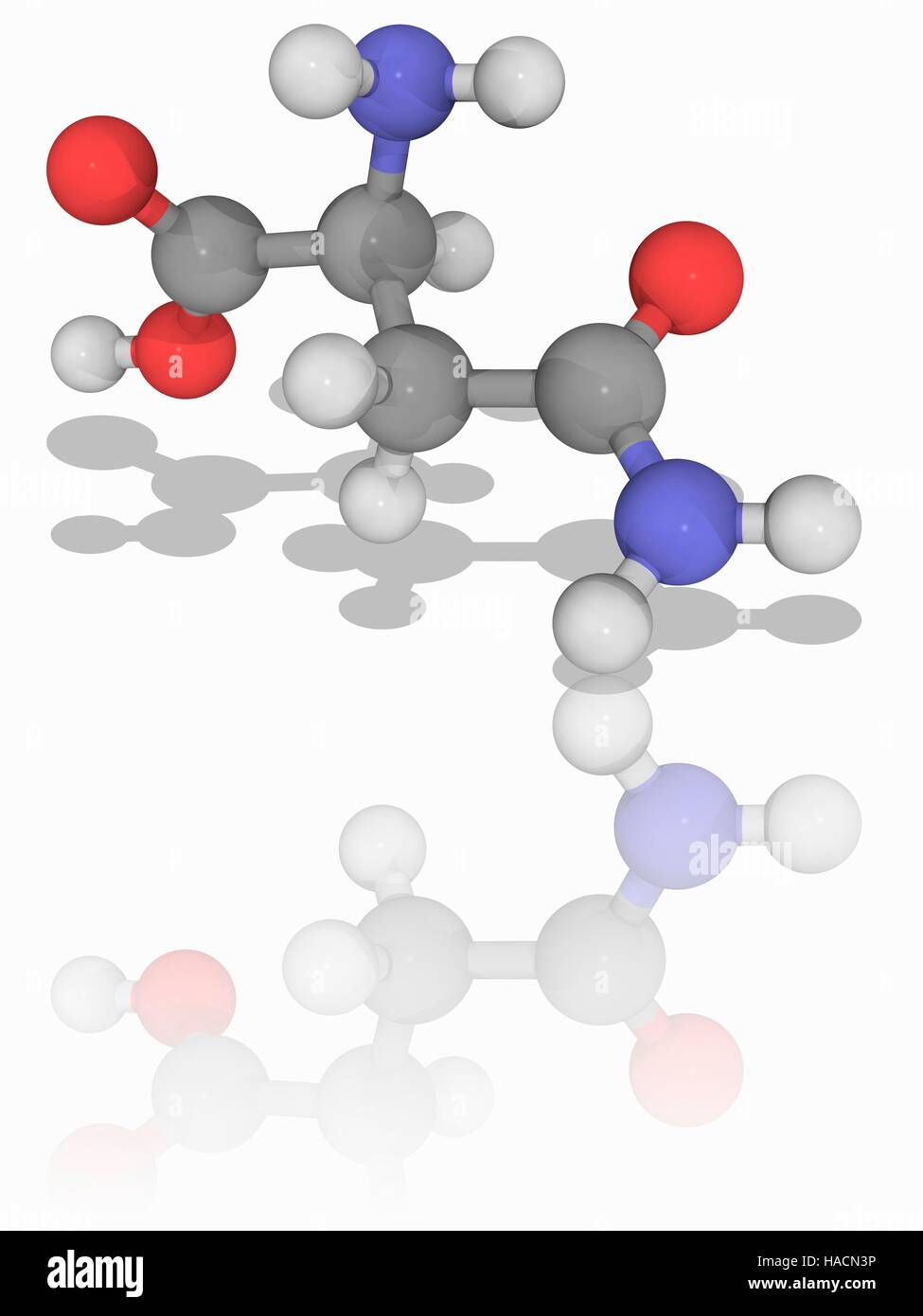 Asparagina. Il modello molecolare dell'aminoacido asparagina (C4.H8.N2.O3). Si tratta di un amminoacido non essenziale. Esso può essere sintetizzato dal corpo e così non necessitano di venire dalla dieta. Asparagina svolge un ruolo importante per la piegatura delle molecole di proteina nelle loro strutture secondarie. Gli atomi sono rappresentati da sfere e sono codificati a colori: carbonio (grigio), Idrogeno (bianco), Azoto (blu) e ossigeno (rosso). Illustrazione. Foto Stock