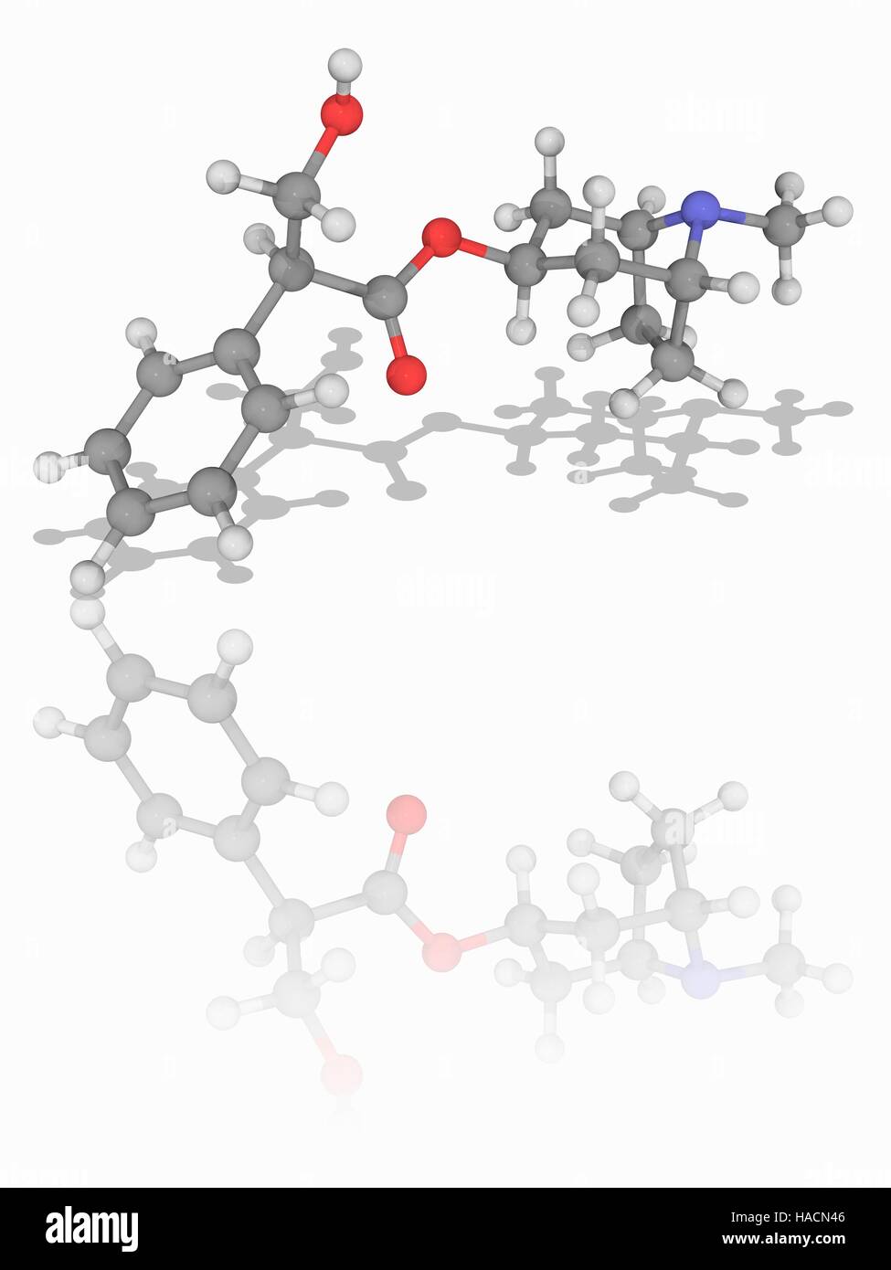 Atropina. Il modello molecolare del tropane farmaco alcaloide atropina (C17.H23.N.O3). Questo naturalmente è alcaloide estratto da piante come la belladonna per produrre un anti-droga colinergici (uno che blocca l'azione del neurotrasmettitore acetilcolina). Atropina dilata gli alunni, aumenta la frequenza cardiaca e riduce la salivazione. Gli atomi sono rappresentati da sfere e sono codificati a colori: carbonio (grigio), Idrogeno (bianco), Azoto (blu) e ossigeno (rosso). Illustrazione. Foto Stock