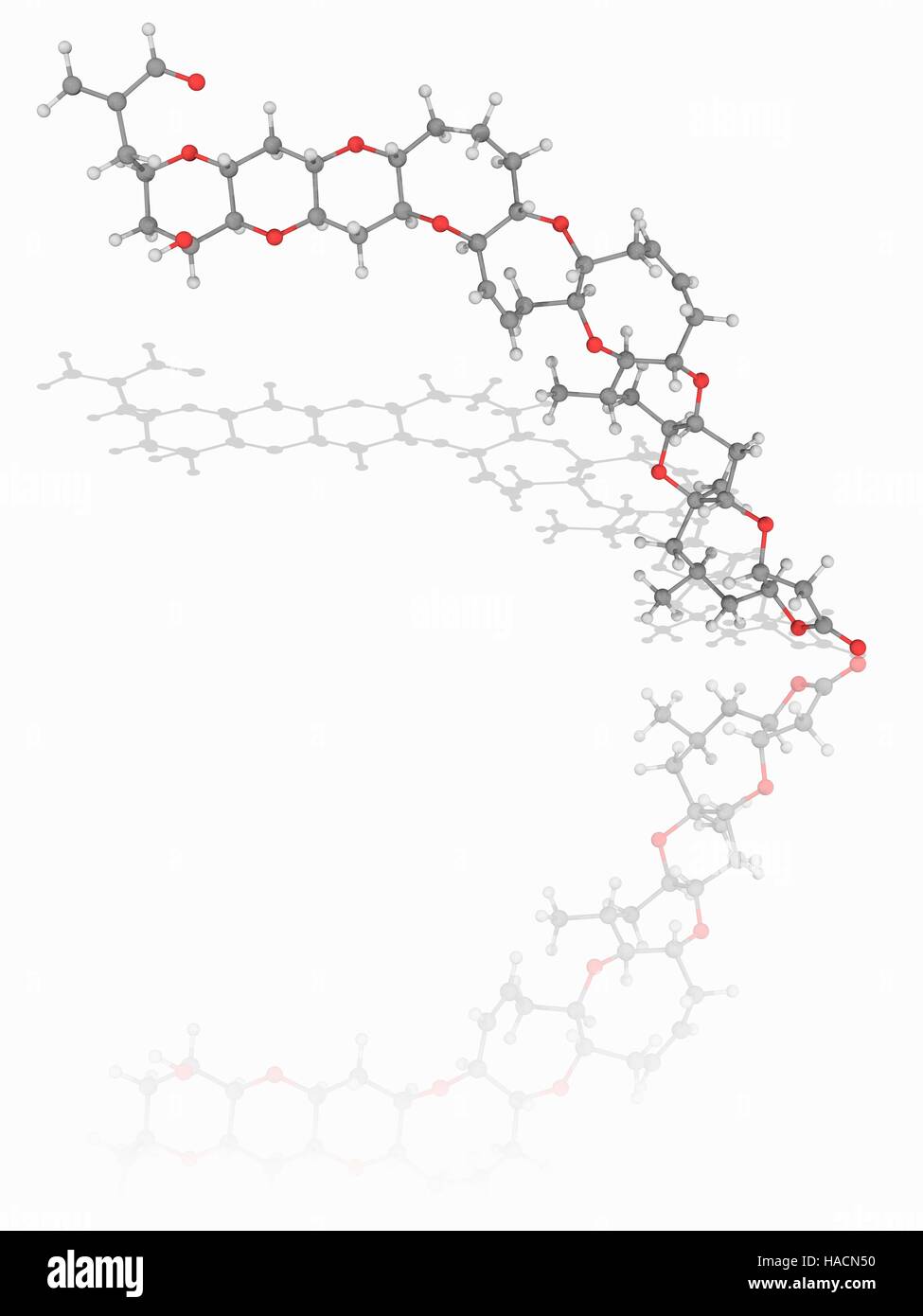 Brevetoxin. Il modello molecolare della neurotossina brevetoxin (C50.H70.O14). Questo prodotto chimico si lega alla tensione-gated canali di sodio nelle cellule nervose. Esso è di solito ingerito attraverso la contaminazione dei molluschi e provoca la condizione nota come neurotossica Shellfish Poisoning (NSP) atomi sono rappresentati come sfere e sono codificati a colori: carbonio (grigio), Idrogeno (bianco) e ossigeno (rosso). Illustrazione. Foto Stock