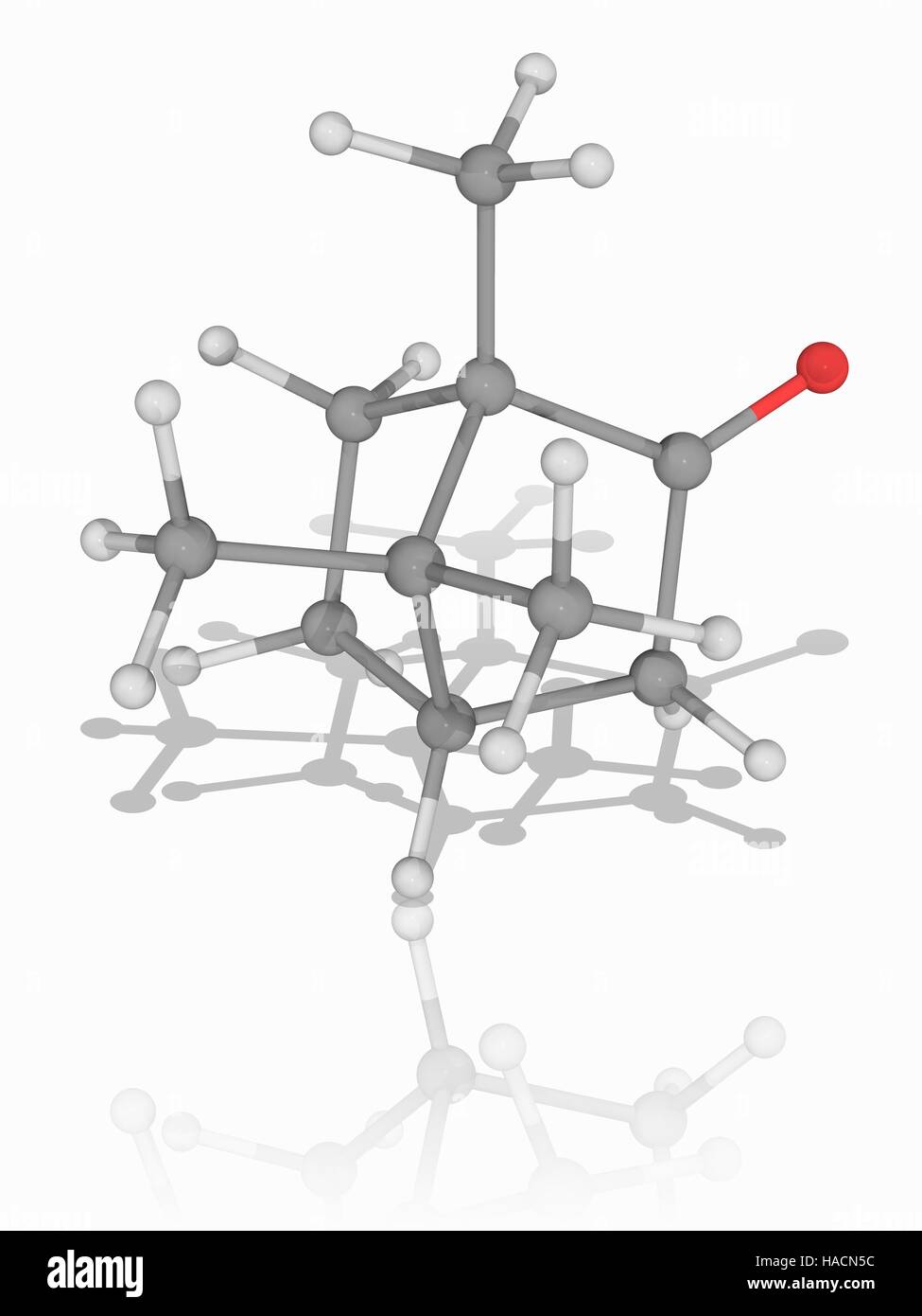 Canfora. Il modello molecolare del composto chimico organico canfora (C10.H16.o.). Classificato come un terpenoidi, si tratta di un solido ceroso di colore bianco o trasparente solido che ha un forte odore aromatico. È usato come un ingrediente di cottura, imbalsamazione fluido, per scopi medici e nelle cerimonie religiose. Gli atomi sono rappresentati da sfere e sono codificati a colori: carbonio (grigio), Idrogeno (bianco) e ossigeno (rosso). Illustrazione. Foto Stock Canfora. Il modello molecolare del composto chimico organico canfora (C10.H16.o.). Classificato come un terpenoidi, si tratta di un solido ceroso di colore bianco o trasparente solido che ha un forte odore aromatico. È usato come un ingrediente di cottura, imbalsamazione fluido, per scopi medici e nelle cerimonie religiose. Gli atomi sono rappresentati da sfere e sono codificati a colori: carbonio (grigio), Idrogeno (bianco) e ossigeno (rosso). Illustrazione. Foto Stock