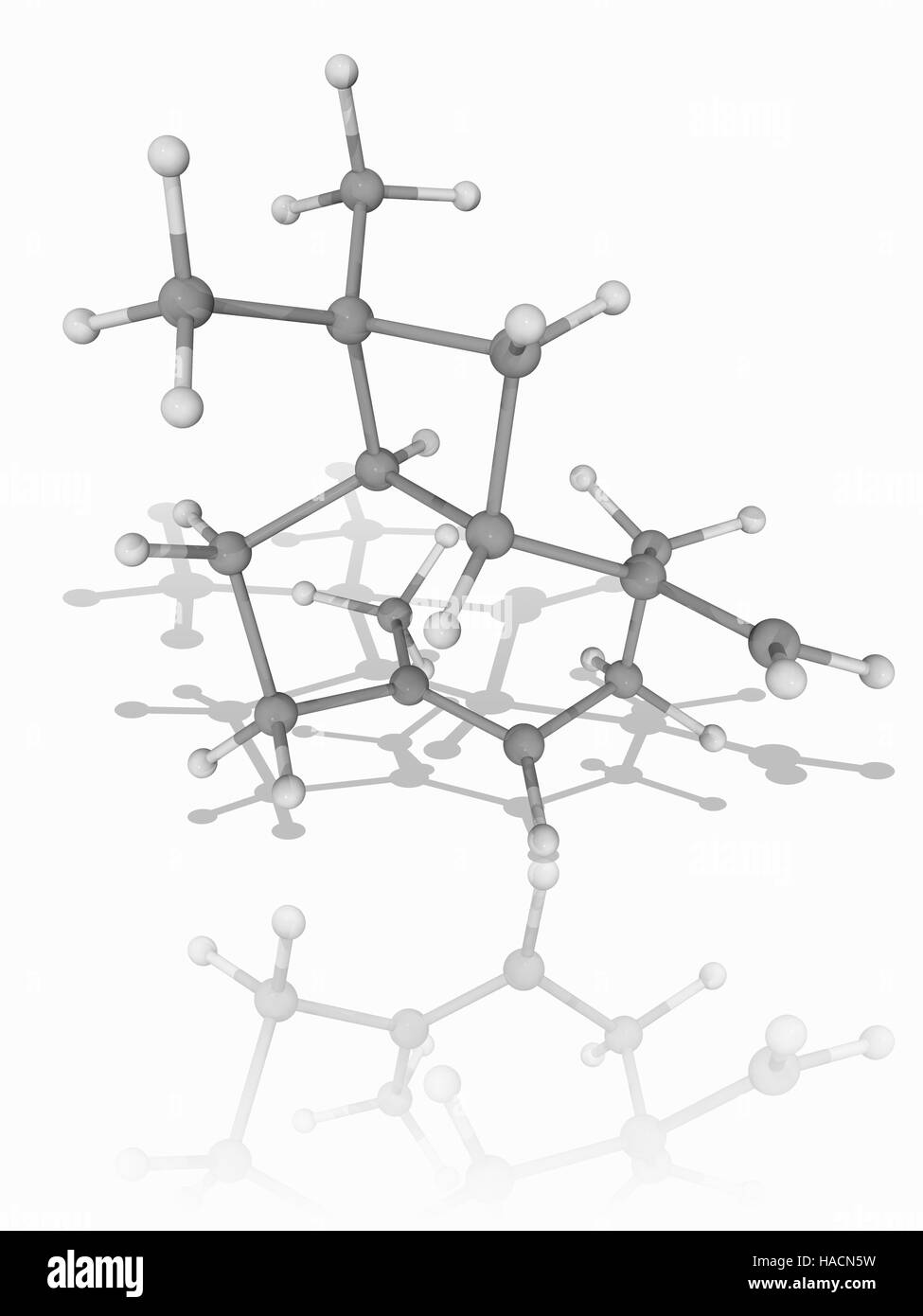 Cariofillené. Il modello molecolare della frazione sesquiterpenica cariofillené (C15.H24). Questa molecola biciclico è un costituente di molti oli essenziali si trova nelle piante come la cannabis, i chiodi di garofano, il rosmarino e il luppolo. Si è inoltre trovato, e contribuisce alla speziato di pepe nero. Gli atomi sono rappresentati da sfere e sono codificati a colori: carbonio (grigio) e idrogeno (bianco). Illustrazione. Foto Stock