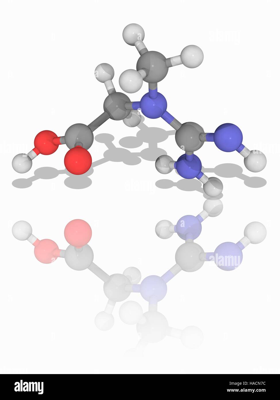 La creatina. Il modello molecolare del nitrogeneous acido organico della creatina (C4.H9.N3.O2). Questa sostanza chimica si verifica naturalmente nei vertebrati. Essa aiuta a fornire energia a tutte le cellule del corpo. Gli atomi sono rappresentati da sfere e sono codificati a colori: carbonio (grigio), Idrogeno (bianco), Azoto (blu) e ossigeno (rosso). Illustrazione. Foto Stock