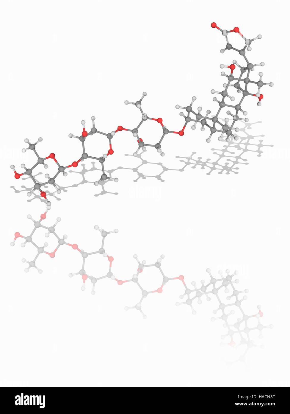 Digossina. Il modello molecolare del cuore farmaco digossina (C41.H64.O14), un glicoside cardiaco estratto dalla pianta foxglove (Digitalis lanata). Questo farmaco è ampiamente utilizzato nel trattamento di varie condizioni del cuore. Gli atomi sono rappresentati da sfere e sono codificati a colori: carbonio (grigio), Idrogeno (bianco) e ossigeno (rosso). Illustrazione. Foto Stock